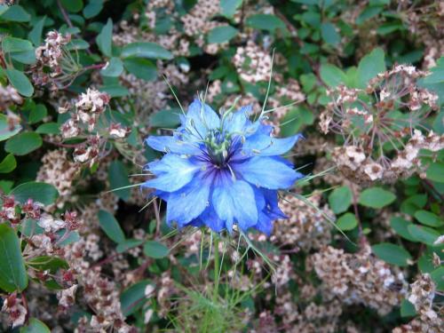 Blue Flower - Patrick Blair Roycroft